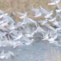 Mouettes