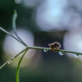 insects and butterflies