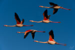 Birds in France and southern Europe