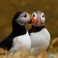 Macareux en Islande