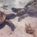 Duo de tortues, Madagascar