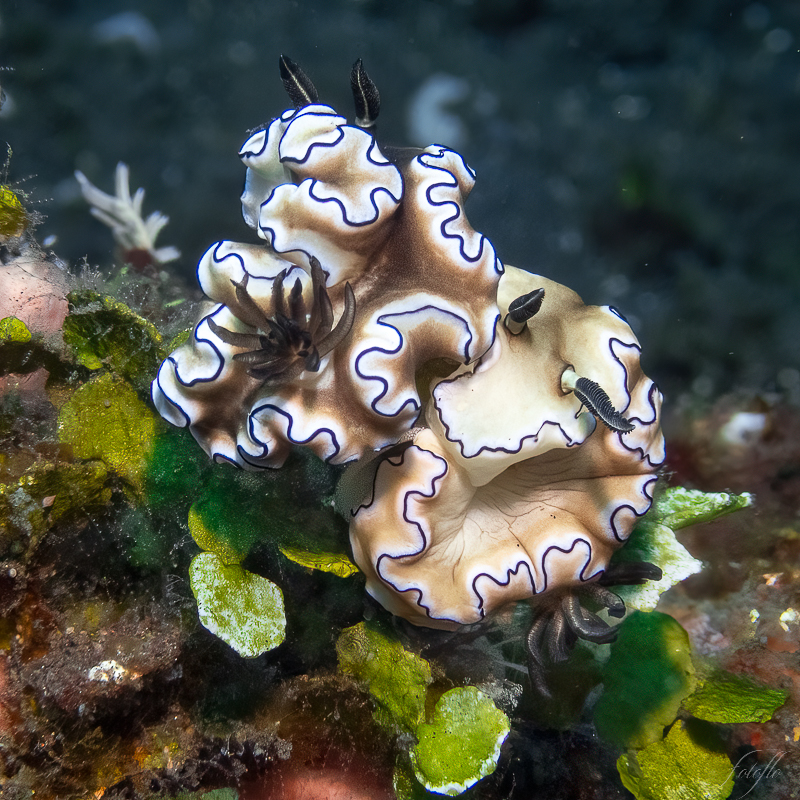 Nudibranche