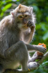 Bali – Our cousins / nos cousins