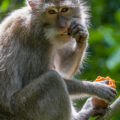 Singe à Bali