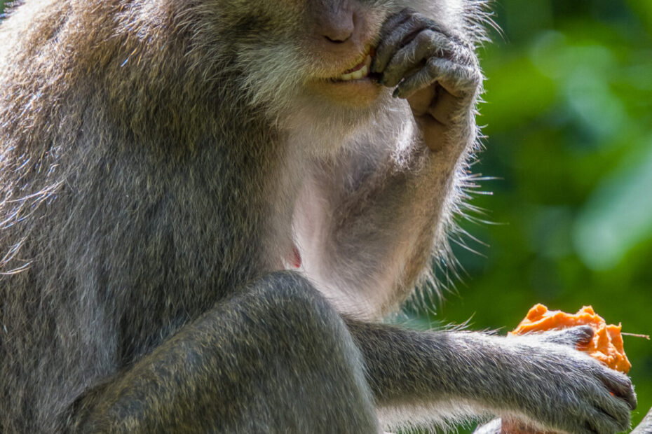 Singe à Bali