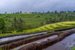 Bali – Rice fields / Rizières