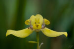 Bali Macros