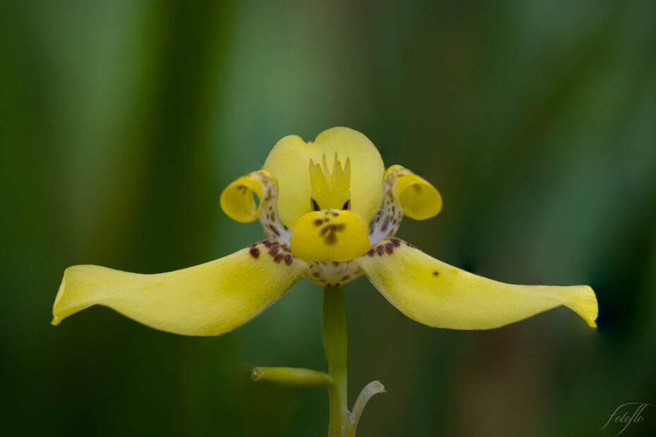 Bali-Macros